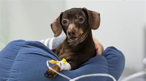 During illness your dog has a greater need for water and can become dehydrated rapidly. . Subcutaneous fluids side effects in dogs